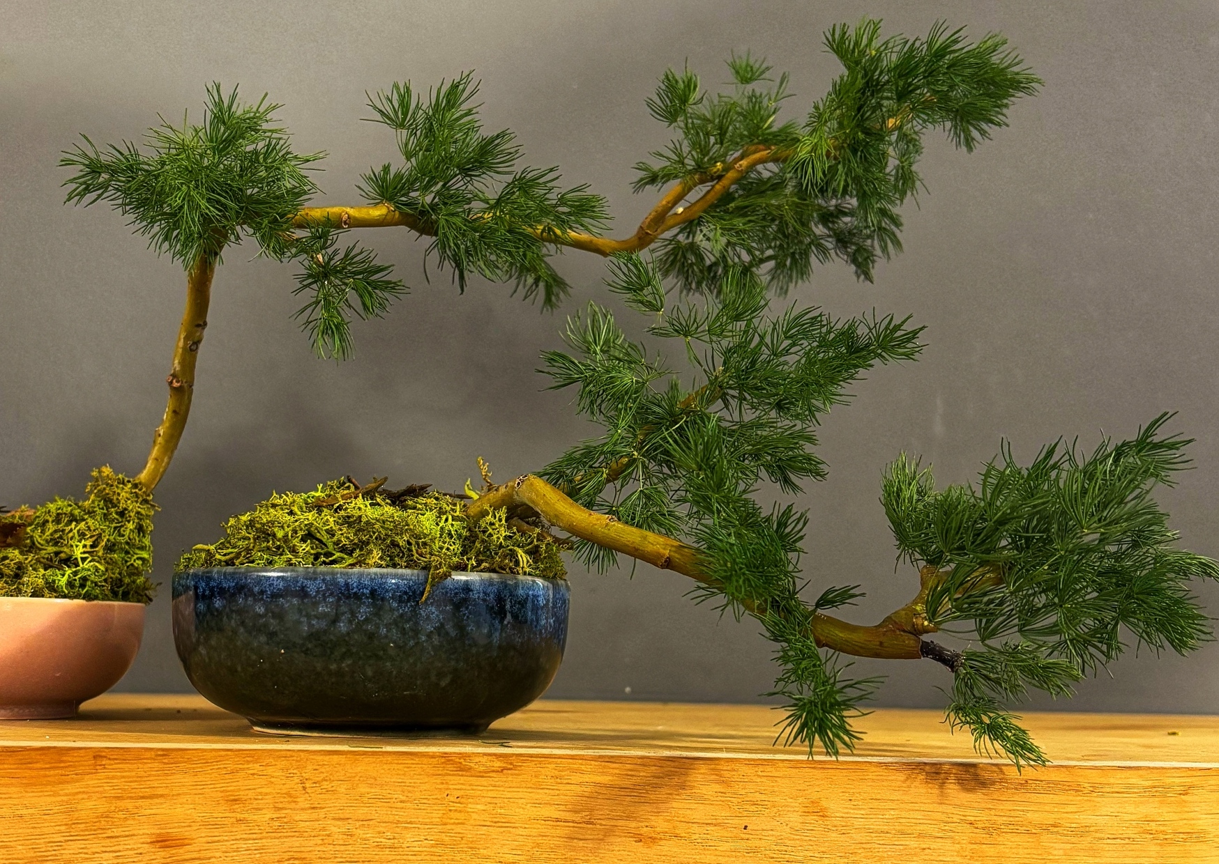 Bonsai